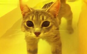 Funny Cats In Water - Animals - VIDEOTIME.COM