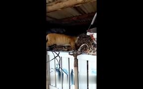 Mother Cats Protecting Their Cute Kittens - Animals - VIDEOTIME.COM