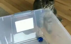 Cat & Toy - Animals - VIDEOTIME.COM