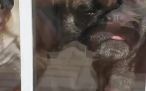 Pug Wants to be with Its Person - Animals - VIDEOTIME.COM