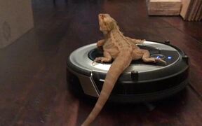 Bearded Dragon Takes Relaxing Roomba Ride