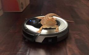 Bearded Dragon Takes Relaxing Roomba Ride