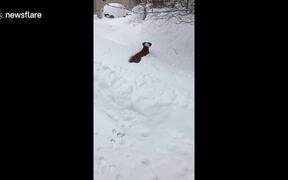 A Snowy Great Time - Animals - VIDEOTIME.COM