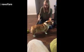 Vacuum Cleaning - Animals - VIDEOTIME.COM