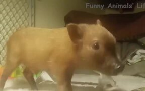 Funniest Animals - Animals - VIDEOTIME.COM