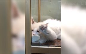 Funniest Cats and Dogs - Animals - VIDEOTIME.COM