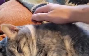 Cat Hugs Themselves While Sleeping - Animals - VIDEOTIME.COM