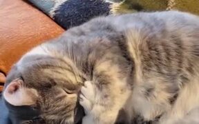Cat Hugs Themselves While Sleeping - Animals - VIDEOTIME.COM
