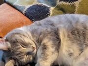 Cat Hugs Themselves While Sleeping