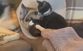 Kitten Showers Dog With Love by Licking Their Face - Animals - VIDEOTIME.COM