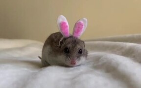 Owner Dresses Tiny Hamster in Unique Costumes