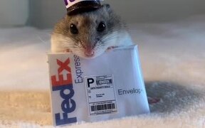 Owner Dresses Tiny Hamster in Unique Costumes - Animals - VIDEOTIME.COM