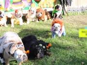 Bulldogs Dressed in Costumes Hang Out in Yard