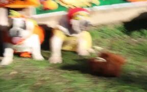Bulldogs Dressed in Costumes Hang Out in Yard - Animals - VIDEOTIME.COM