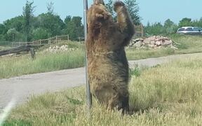 Bear Scratches Its Back Against Signpost By Road