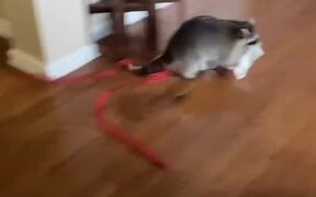 Raccoon Gets Caught Red-Handed  - Animals - VIDEOTIME.COM