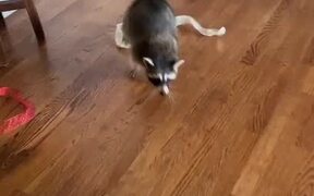 Raccoon Gets Caught Red-Handed 