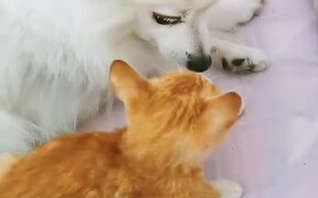 Dog Puts Their Paw Around Cat And Hugs Them