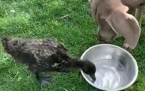 Dog and Duck Drink Water From Same Bowl