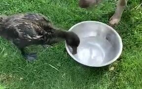 Dog and Duck Drink Water From Same Bowl - Animals - VIDEOTIME.COM