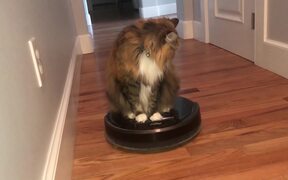 Cat Rides Robotic Vacuum Cleaner