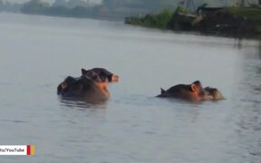 Hippo Poop Critical To Thriving Lake In Africa - Animals - VIDEOTIME.COM
