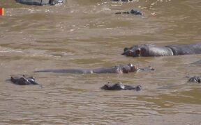 Hippo Poop Critical To Thriving Lake In Africa
