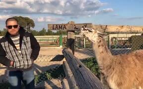 Llama and Man Spit at Each Other