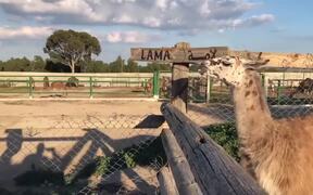 Llama and Man Spit at Each Other