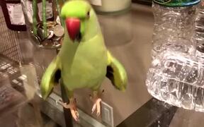 Happy Parrot Knocks Over Water Bottles