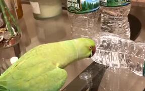 Happy Parrot Knocks Over Water Bottles - Animals - VIDEOTIME.COM