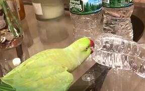 Happy Parrot Knocks Over Water Bottles