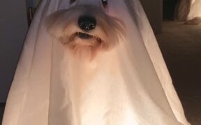 Dogs Sit in Dark Dressed As Ghosts For Halloween