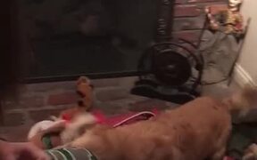 Dog Gets Excited - Animals - VIDEOTIME.COM