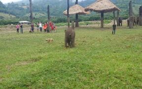 Baby Elephant And Dog Have Fun Together - Animals - VIDEOTIME.COM