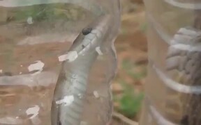 Snakes Roaming in Hosur