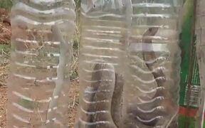 Snakes Roaming in Hosur - Animals - VIDEOTIME.COM