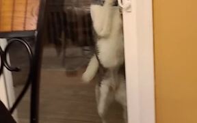 Husky Likes to Lick the Door