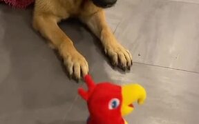 When the Toy Barks Back - Animals - VIDEOTIME.COM