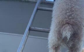 Tiny Pup Climbs Up Tall Boat Ladder - Animals - VIDEOTIME.COM