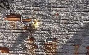 The Great Duckling Escape - Animals - VIDEOTIME.COM
