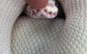 Booping a Snake on the Snout