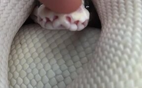 Booping a Snake on the Snout - Animals - VIDEOTIME.COM