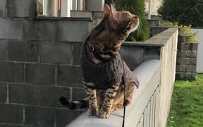 Beautiful Bengal Cat Takes a Fall