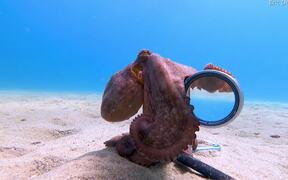Octopus Loves the Camera - Animals - VIDEOTIME.COM