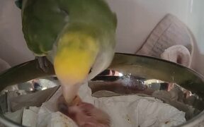 Papa Parrot Feeds Chick - Animals - VIDEOTIME.COM