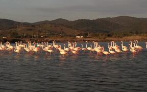 Pink Flamingos Walk Through Lake in Turkey