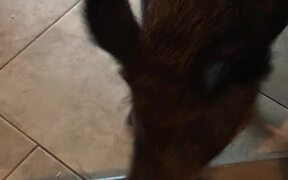 Boar Opens the Door - Animals - VIDEOTIME.COM