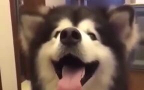 Cutie Dog - Animals - VIDEOTIME.COM