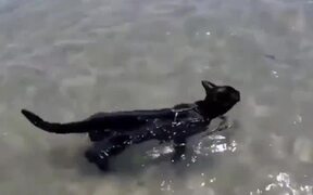 Cat's Relax - Animals - VIDEOTIME.COM